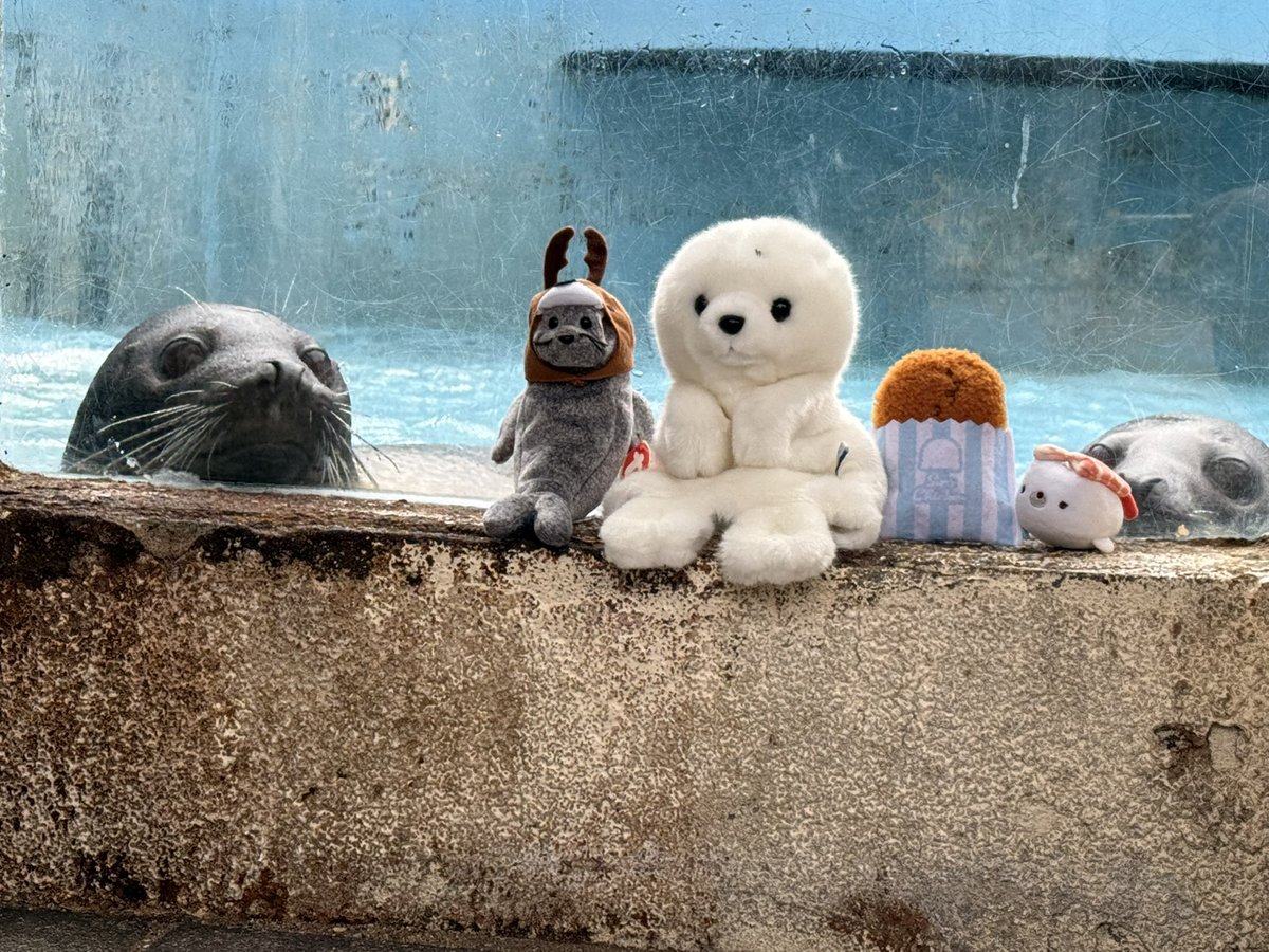 フォトジェニック小野 tweet media