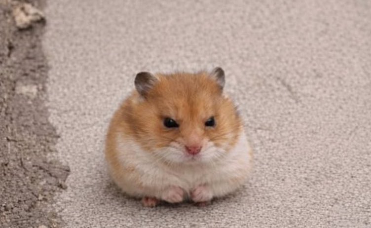 🇺🇦 Lesya Shevchenko tweet media