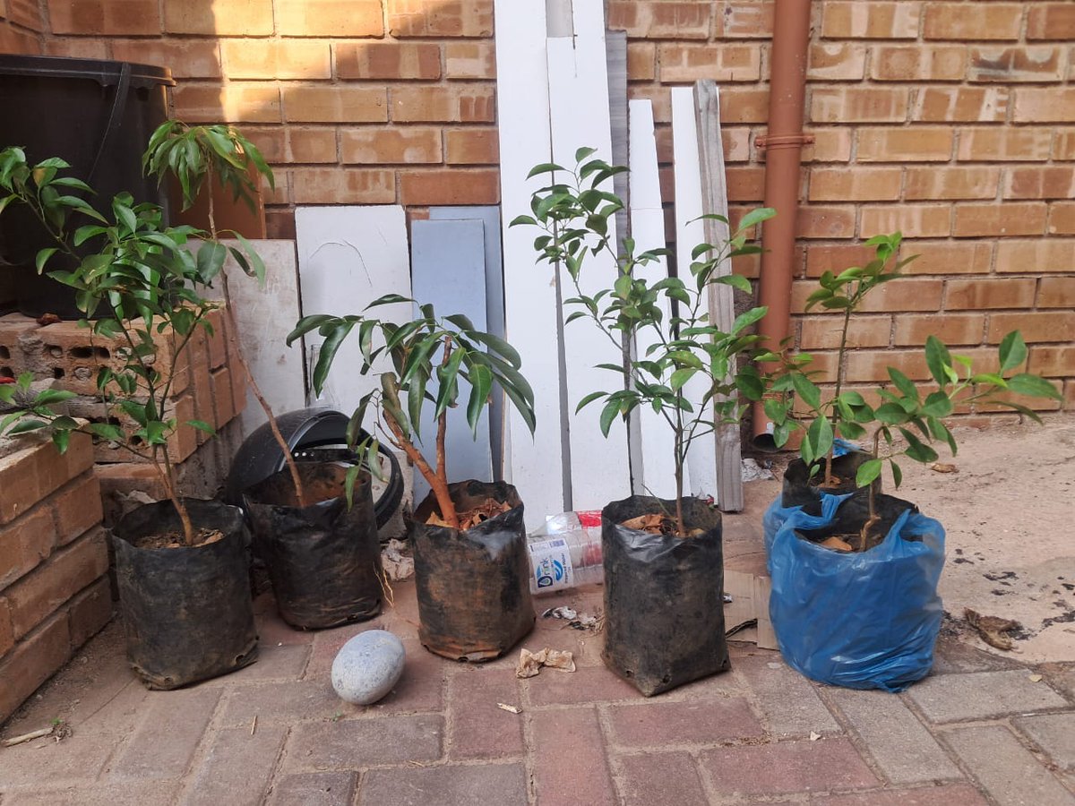 That Mpesu guy tweet media