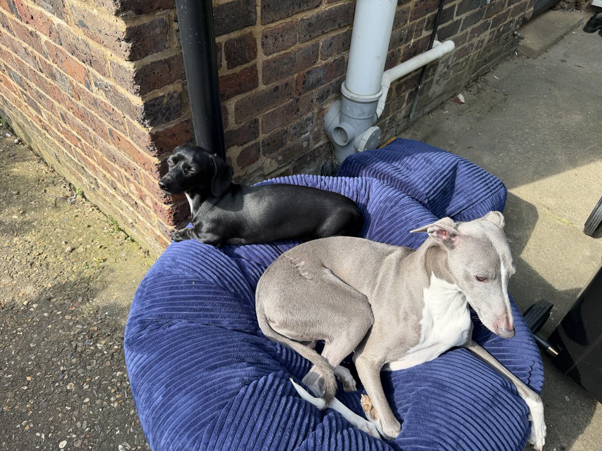 Sophia Myles tweet media