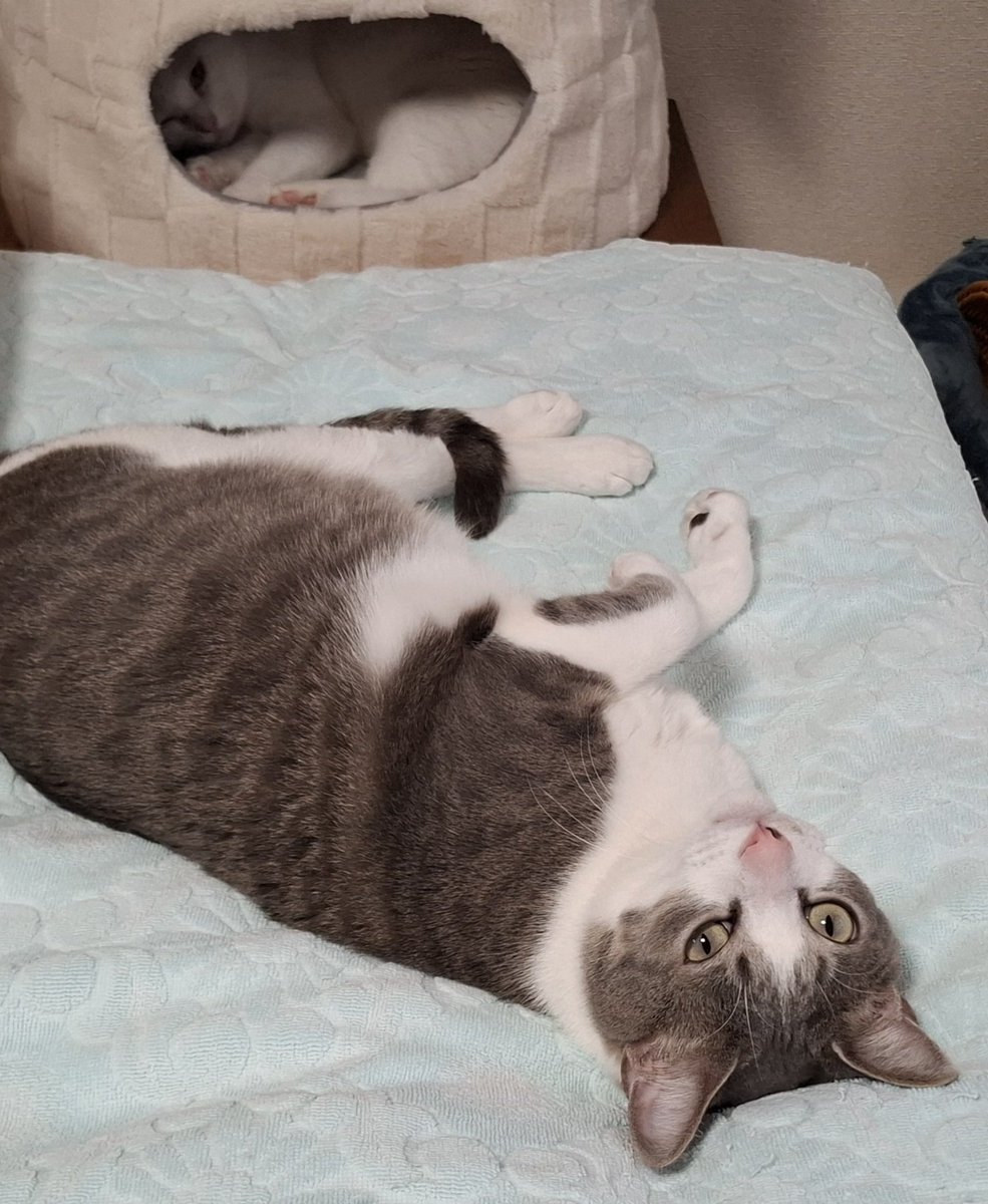 佐々木琴子 tweet media