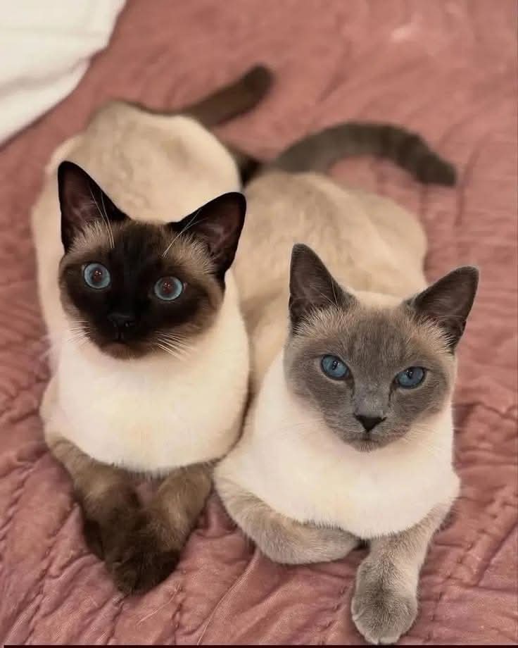 Sara Mary ⭐❤️ tweet media