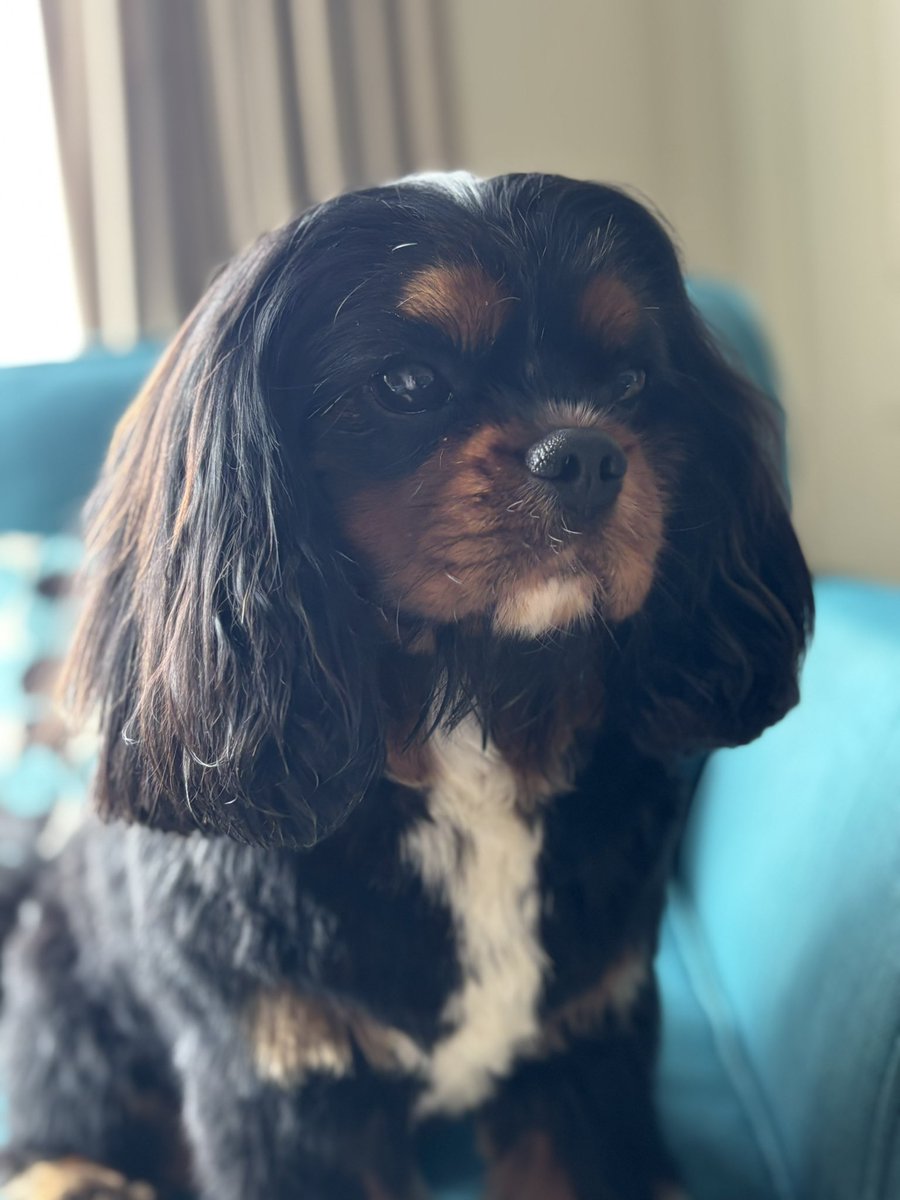 Nicola Price 🐶🌼💙 tweet media