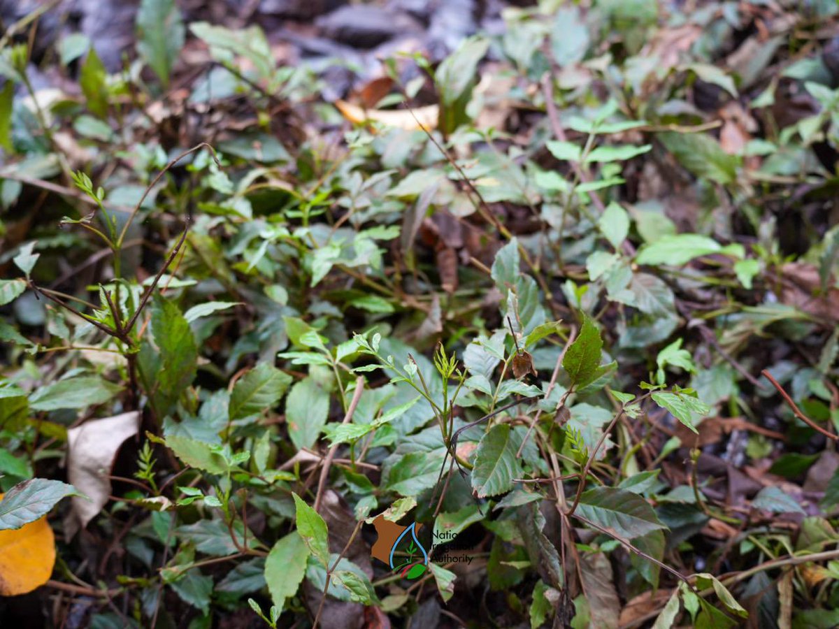 National Irrigation Authority tweet media