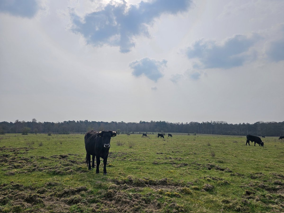 GeurtRoekel's tweet image. Even rondje gefietst met mijn maatje!🐕😘#Bennekom #Ede #Otterlo