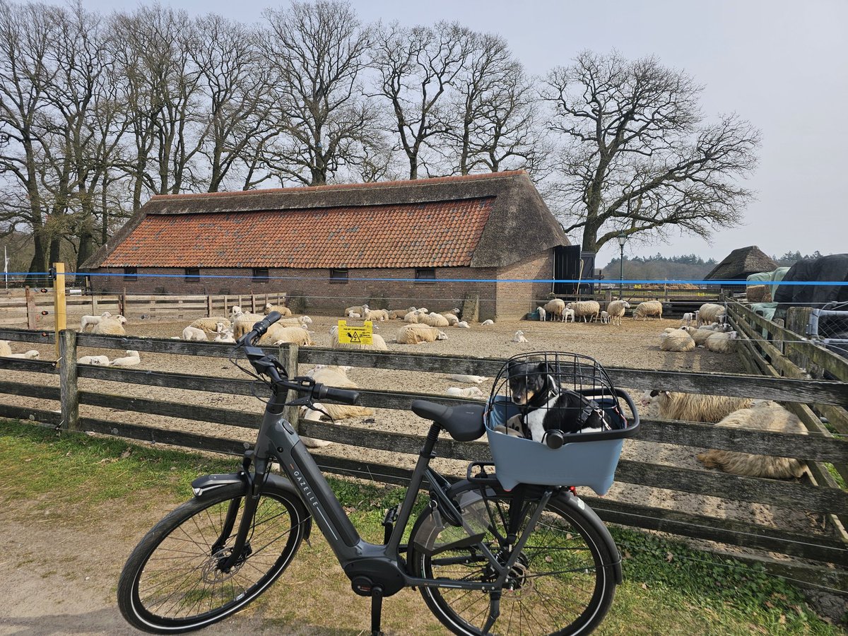 GeurtRoekel's tweet image. Even rondje gefietst met mijn maatje!🐕😘#Bennekom #Ede #Otterlo