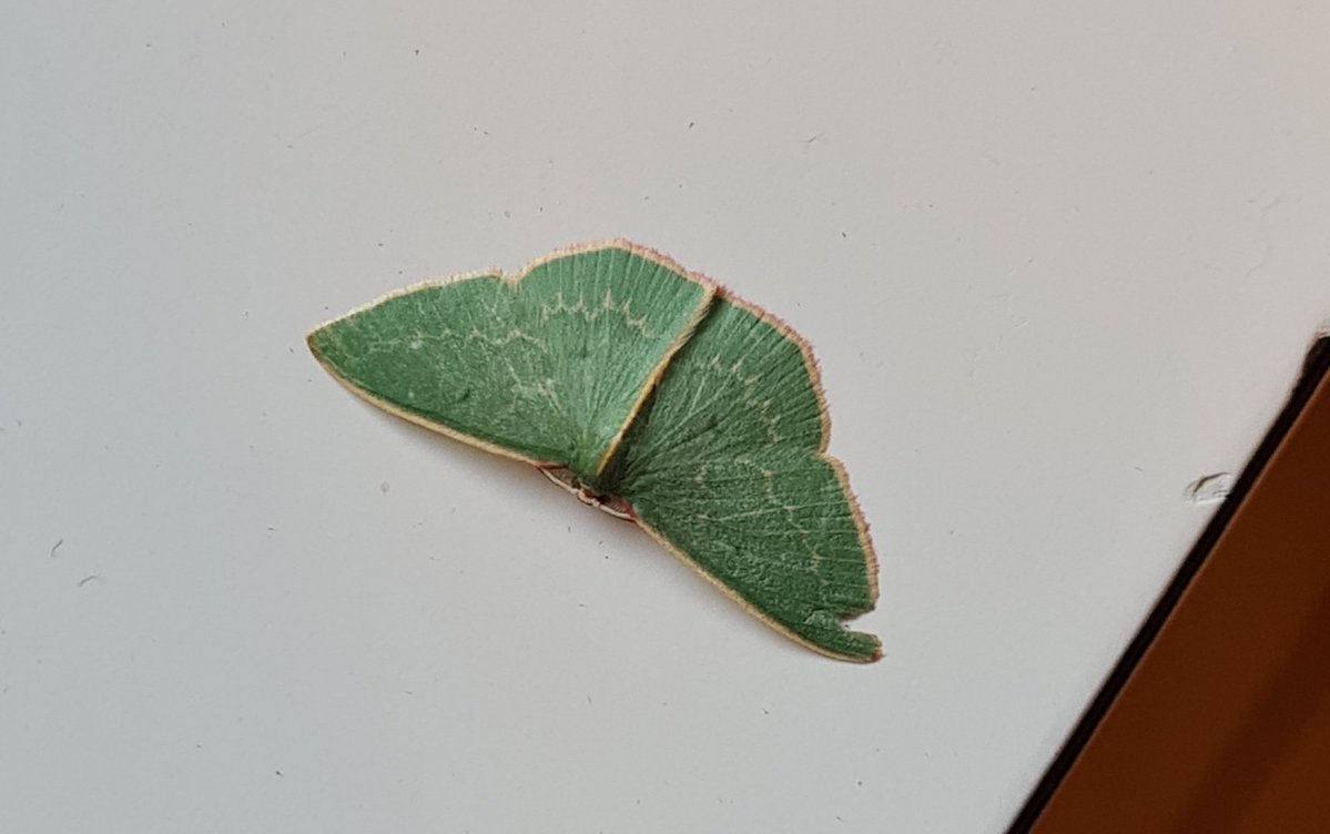 bluntspork tweet media