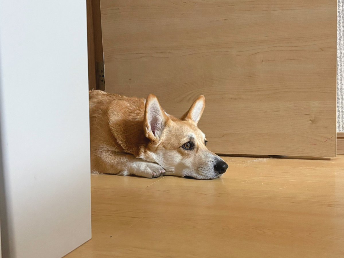 はんぺん tweet media