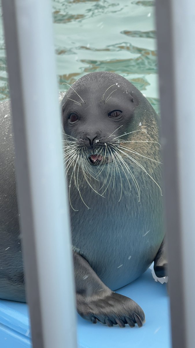 🦭そー🦭 tweet media