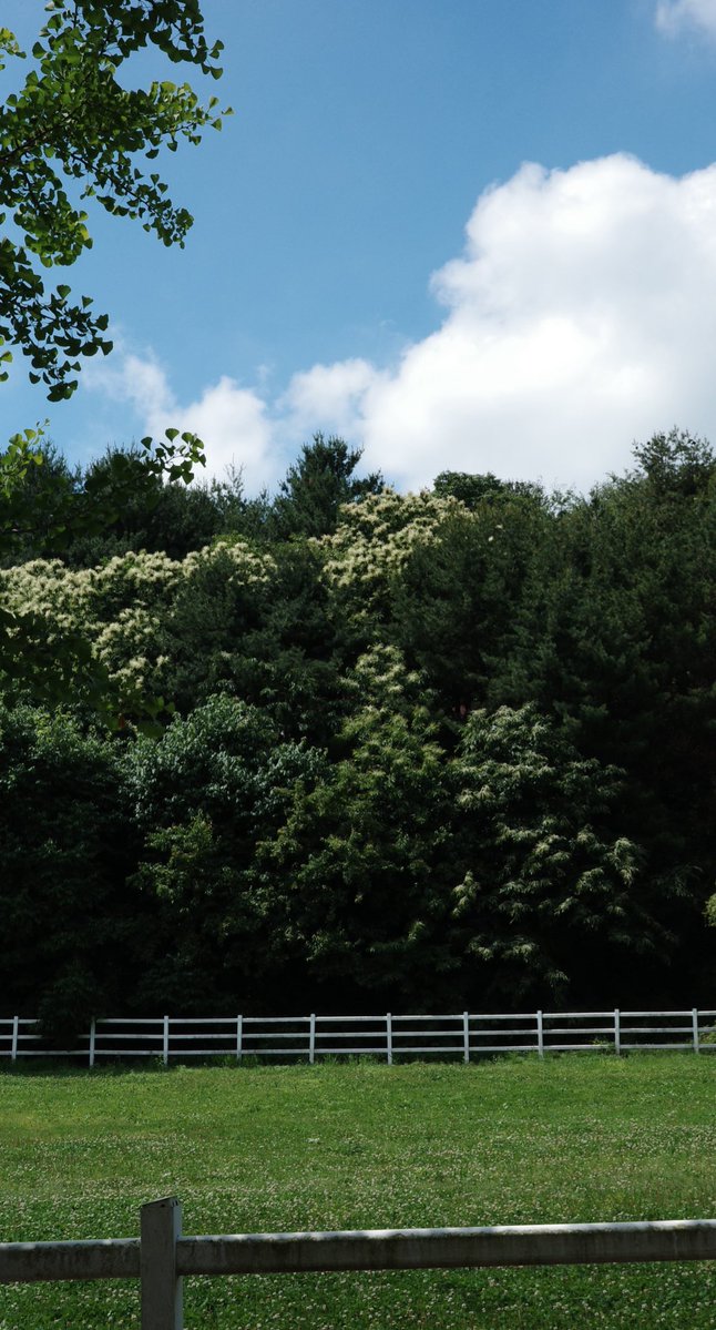 녹색개물 tweet media