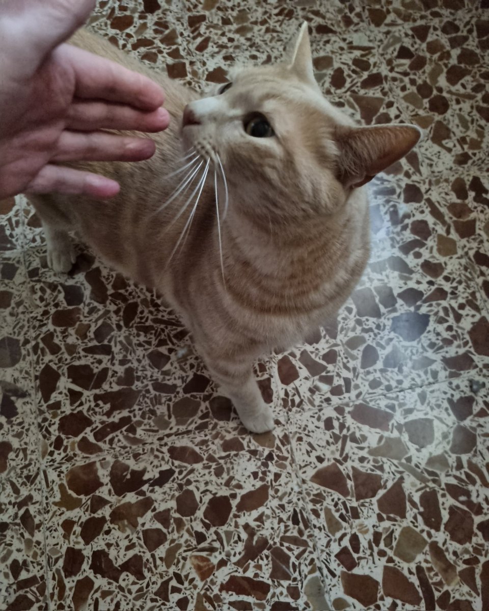 Carlo Ligure tweet media