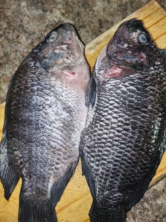 Chef Avocado tweet media