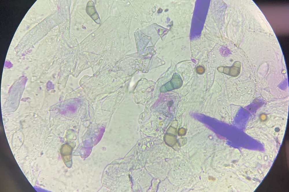 Cooperación Int OMC tweet media