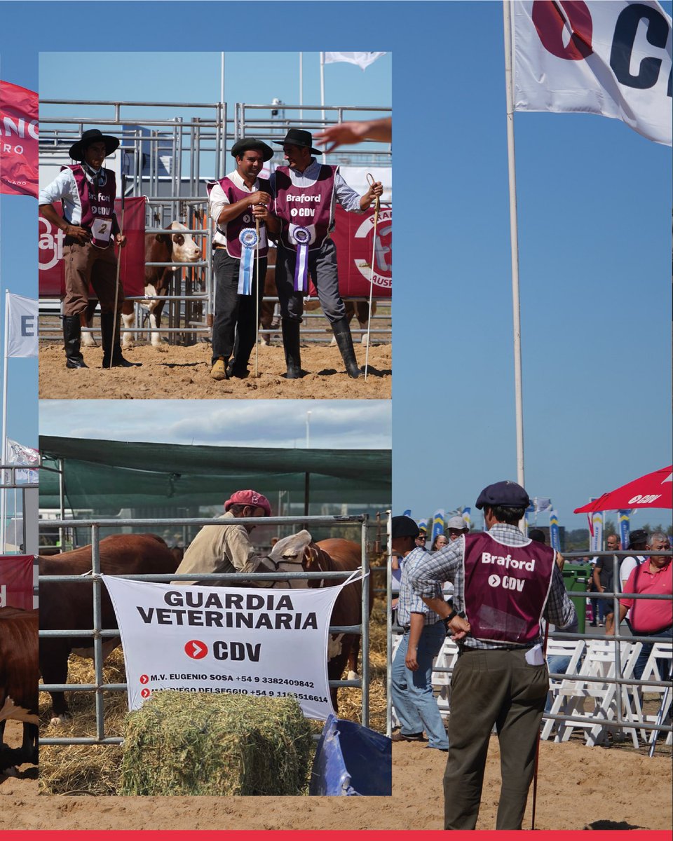 Laboratorio CDV tweet media