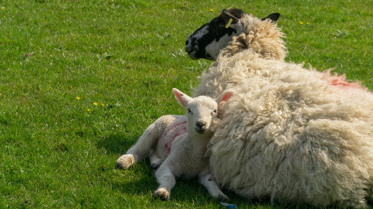 Cliff Salt tweet media