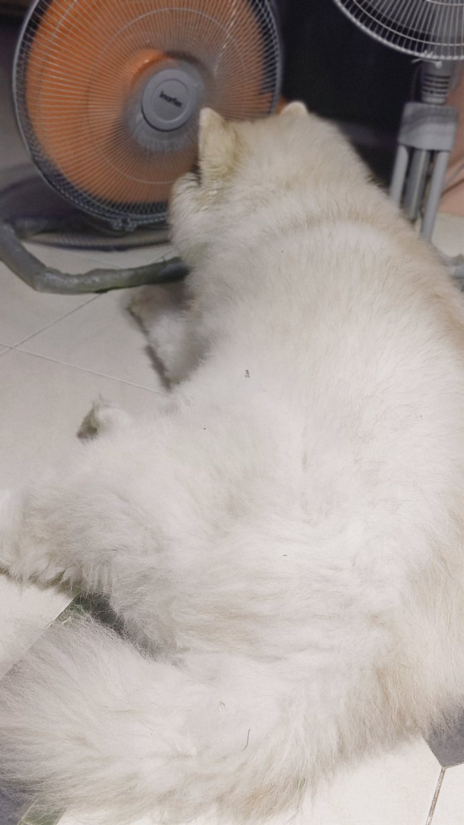 pela...412Jt(หนูแดง) tweet media