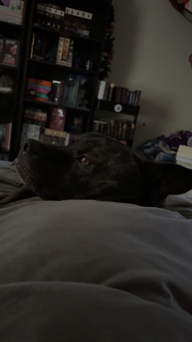 Punk Pup🐾 tweet media