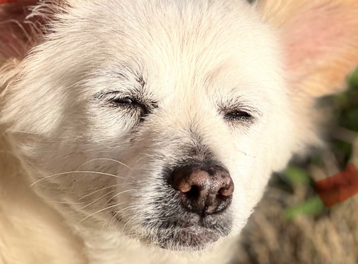 Ex Blood | Collin 🥀 tweet media