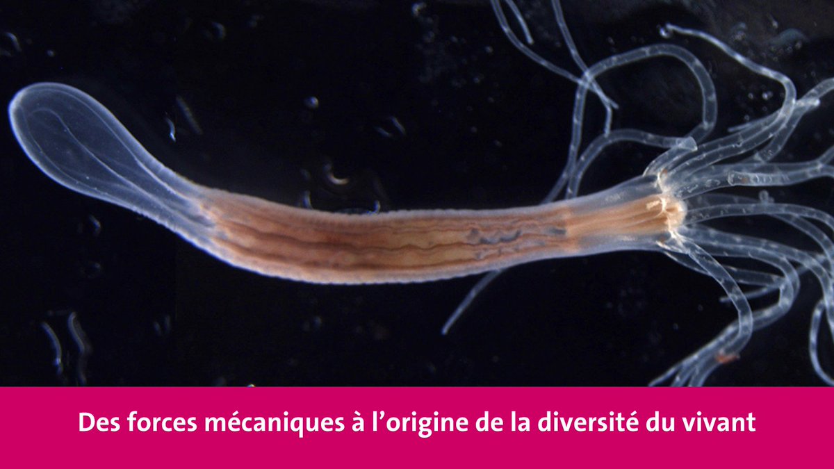UNIGEnews's tweet photo. Une étude de l’#UNIGE et de l’@embl montre comment la variété de morphologie des espèces résulte des propriétés mécaniques des tissus. https://t.co/7VQeqF9Ig5 https://t.co/aGP1ncqrj3