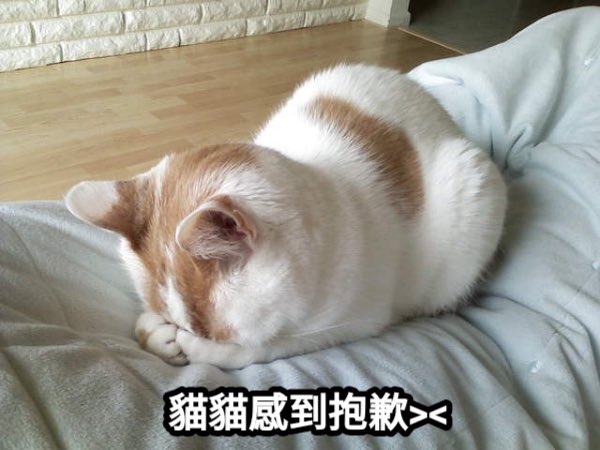 貓咪大師Meow tweet media