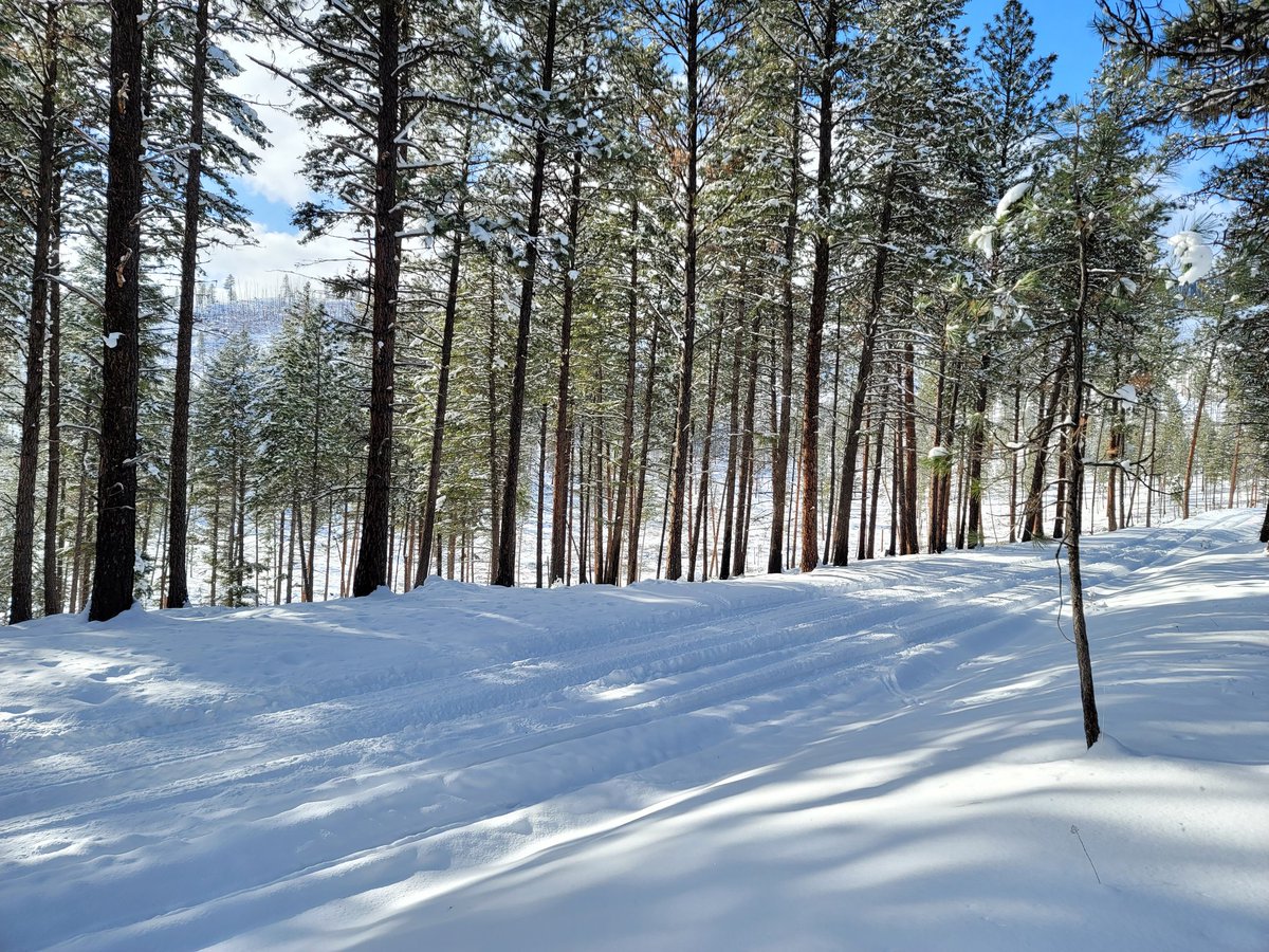 Red Panda in the Woods tweet media