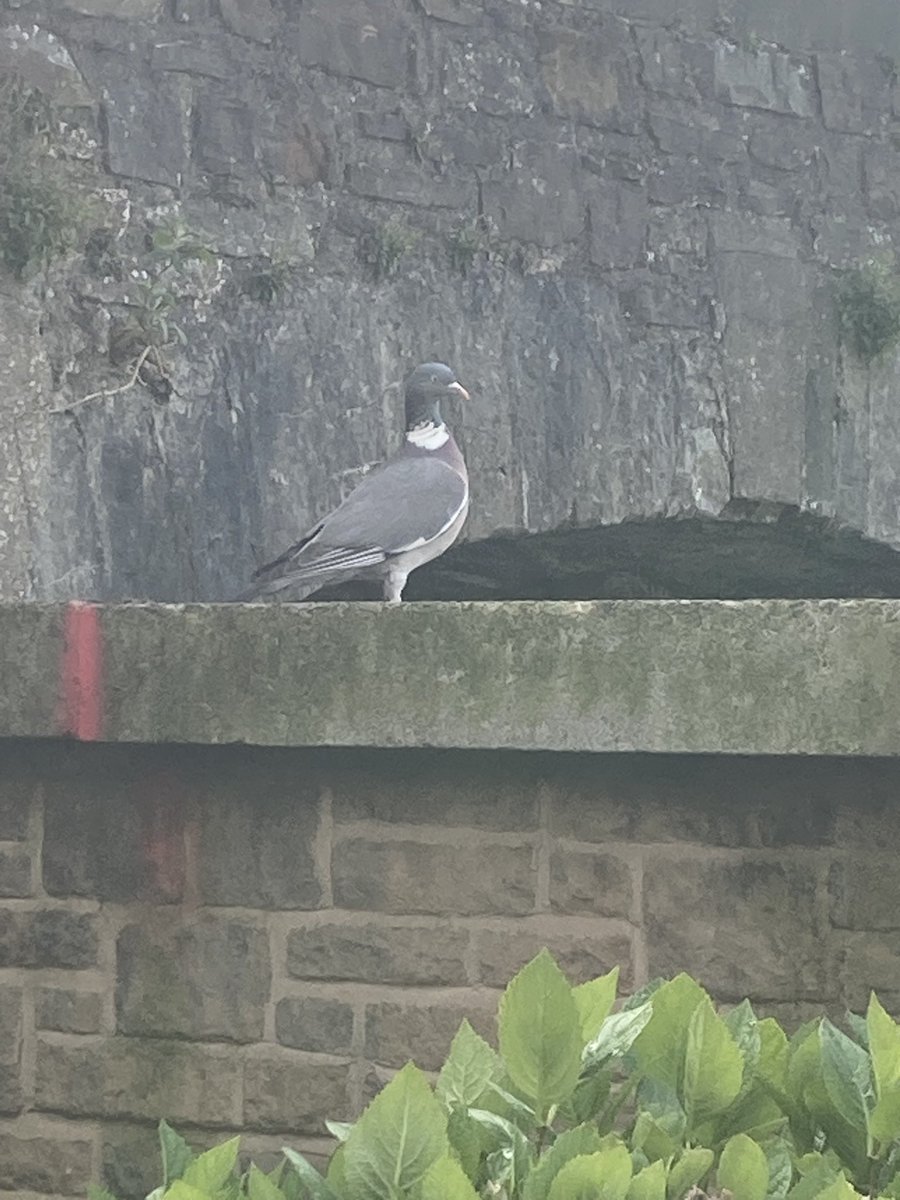 Blue 🦋 Butterfly tweet media