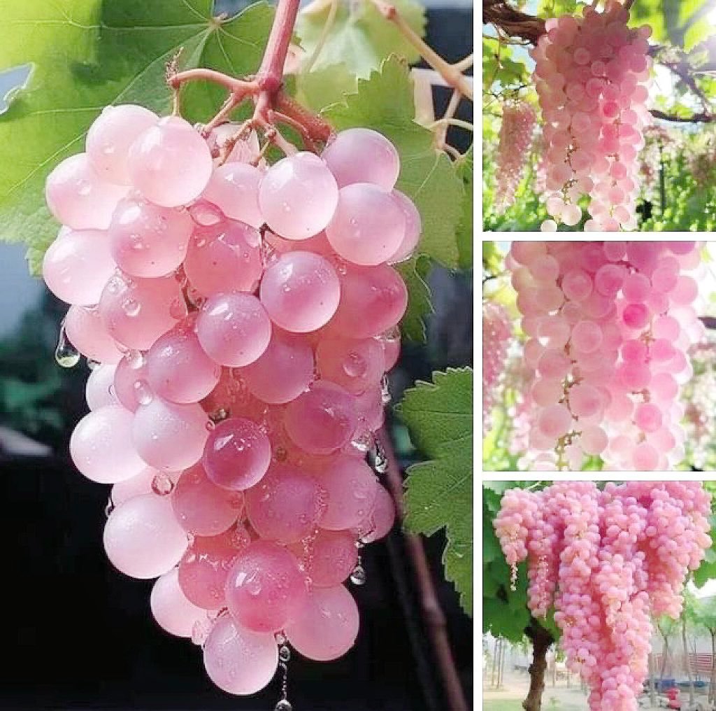fairiehaze's tweet photo. japanese koshu pink grapes https://t.co/Vqb85ev61D