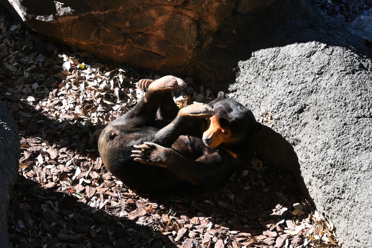 ぴえーる tweet media