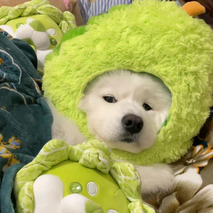 Tweet of Animals tweet media