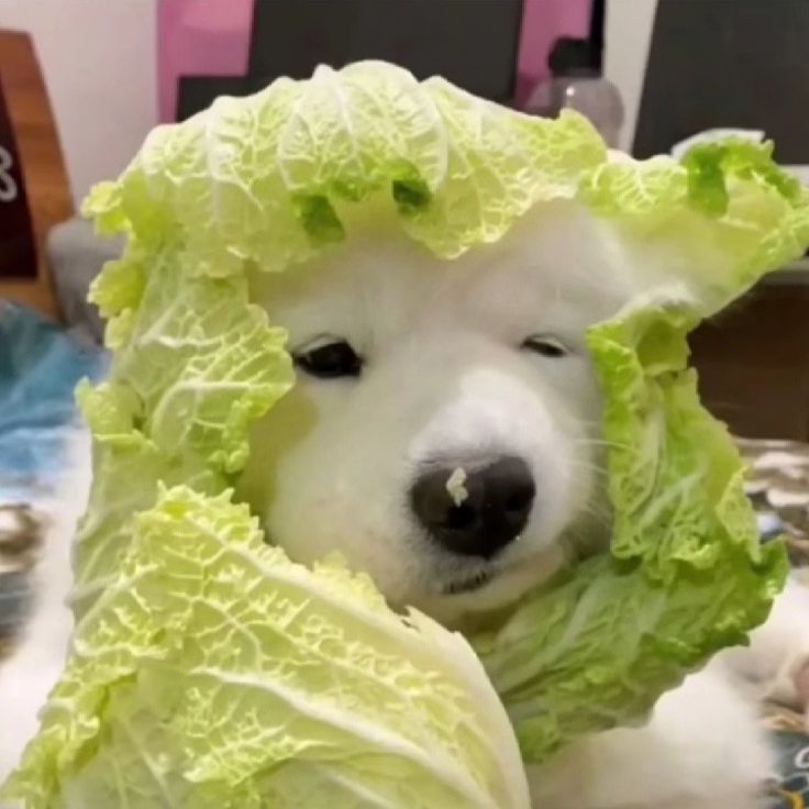 Tweet of Animals tweet media