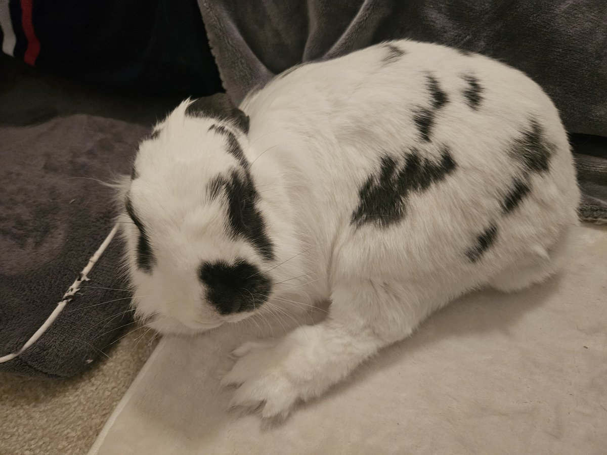 Bunny&Eggy tweet media