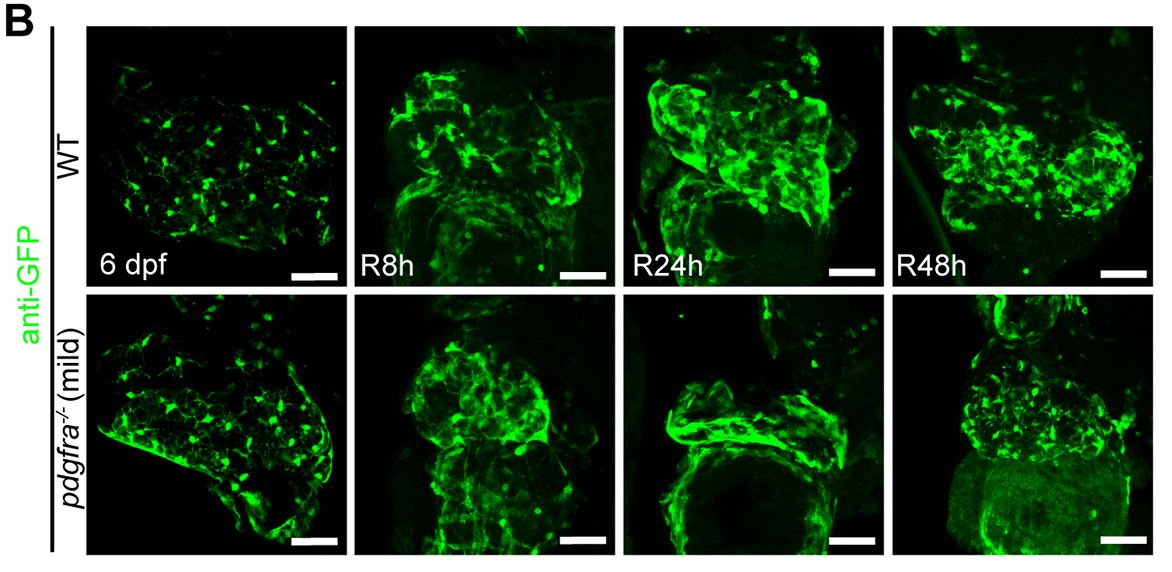 Development tweet media