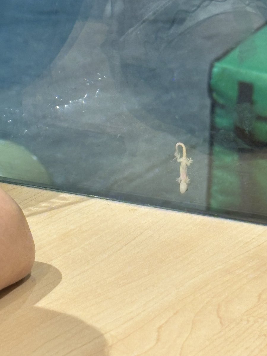 CHEERS VIIS tweet media