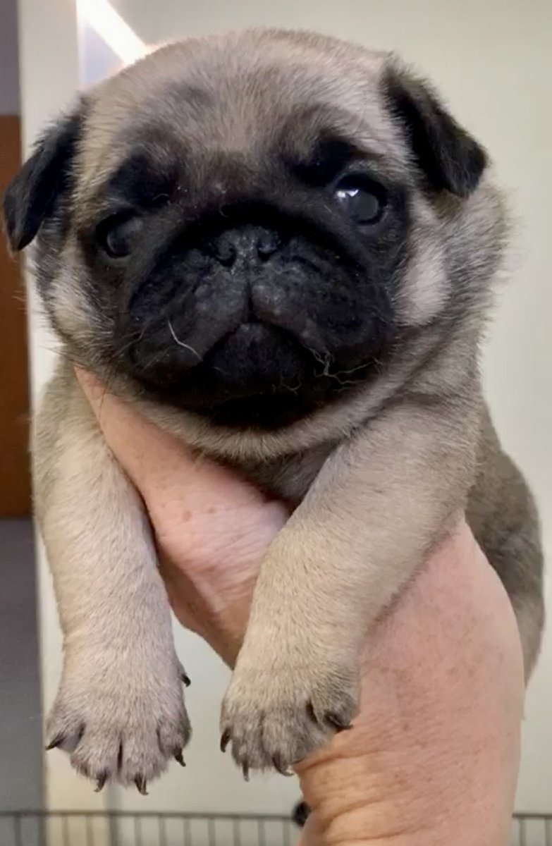 Oski Mops  (Minister für Kindertrösten) tweet media