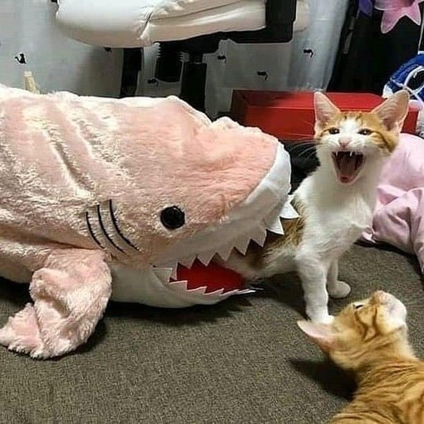 𝐴𝑙𝑑𝑎 tweet media