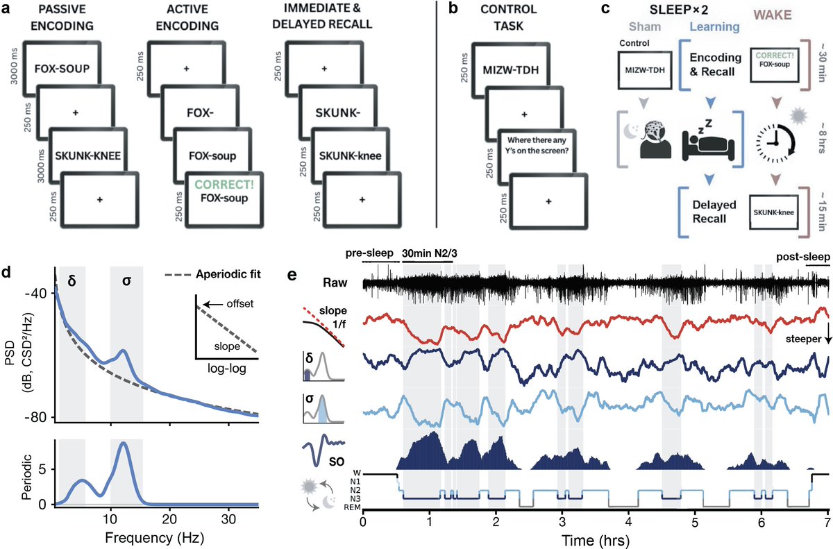 Sleep restores the brain's natural rhythms after learning disrupts them overnight. Perturbations in aperiodic activity caused by new information are reversed during non-REM sleep by morning, and this specific reset predicts successful memory consolidation.
tinyurl.com/BarnesNg