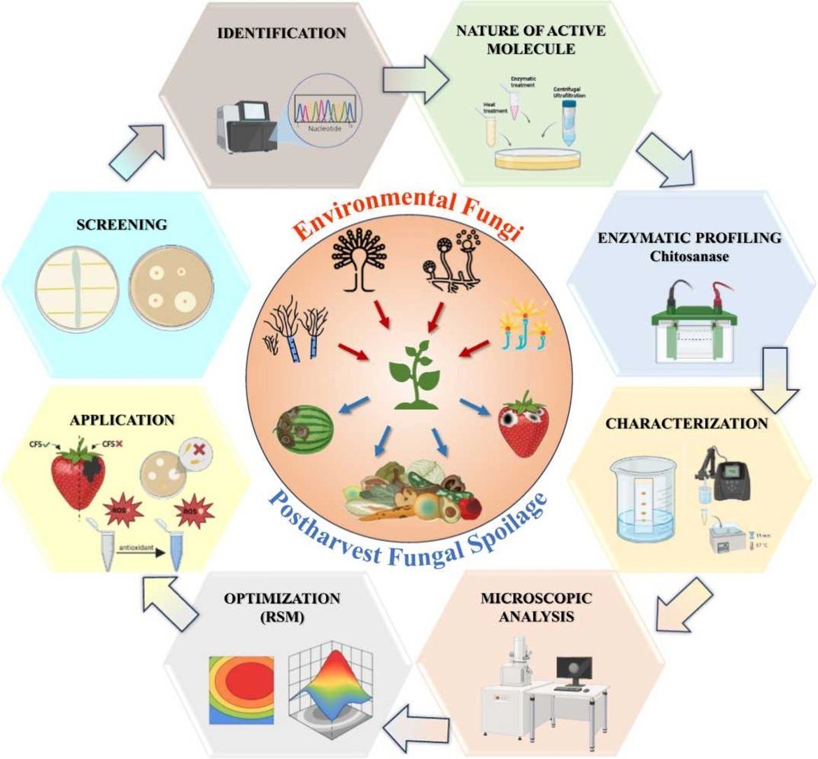 CSIR_NEERI's tweet image. Pleased to share study by Ms. Dhanshri Badwaik &amp;amp; Dr. Amit Bafana in Postharvest Biology and Technology (2026; IF: 6.8) on Bacillus-derived chitosanases as antifungal agents for postharvest disease control. #Biocontrol #SustainableAgriculture
