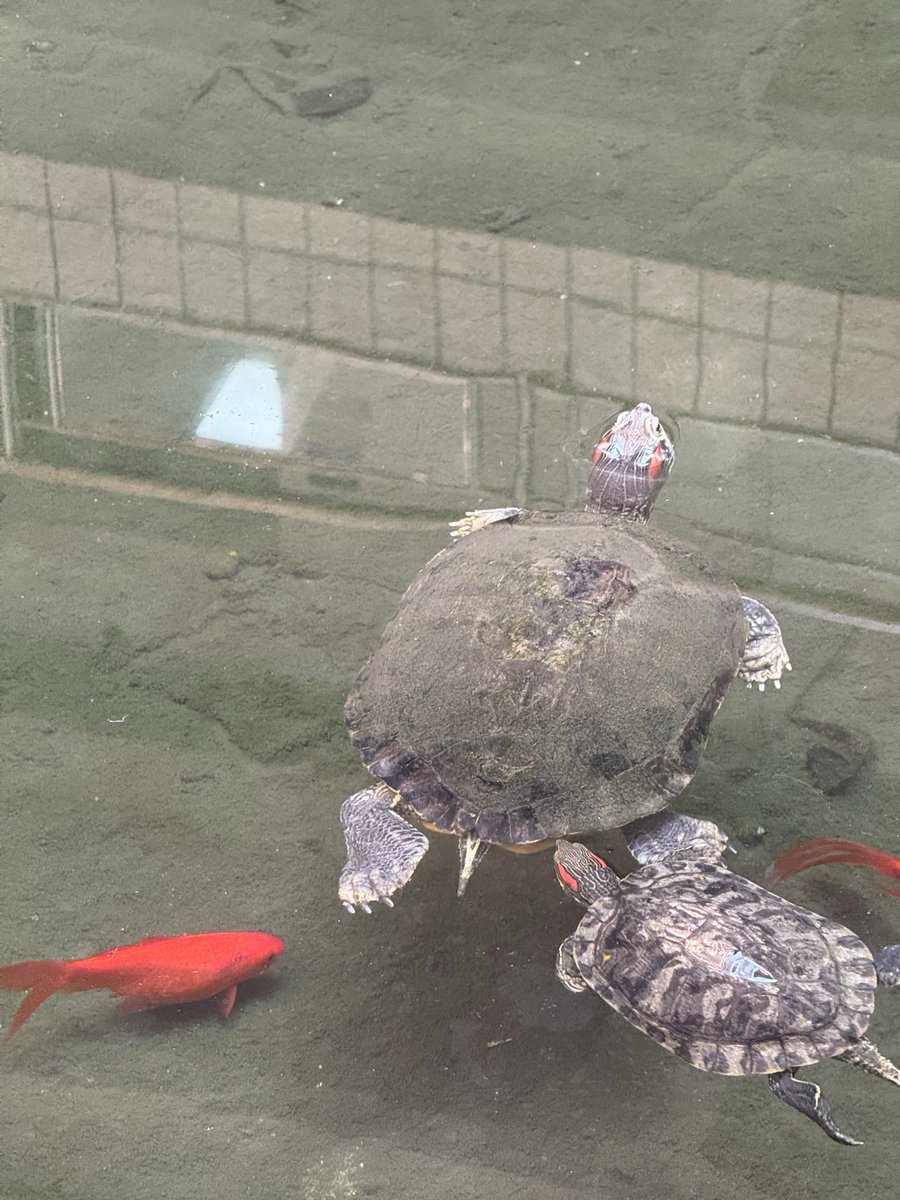 KiKi的小小世界 tweet media