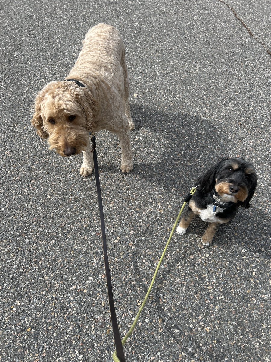 Fuzzy Wuzzy 💙🇺🇸 tweet media