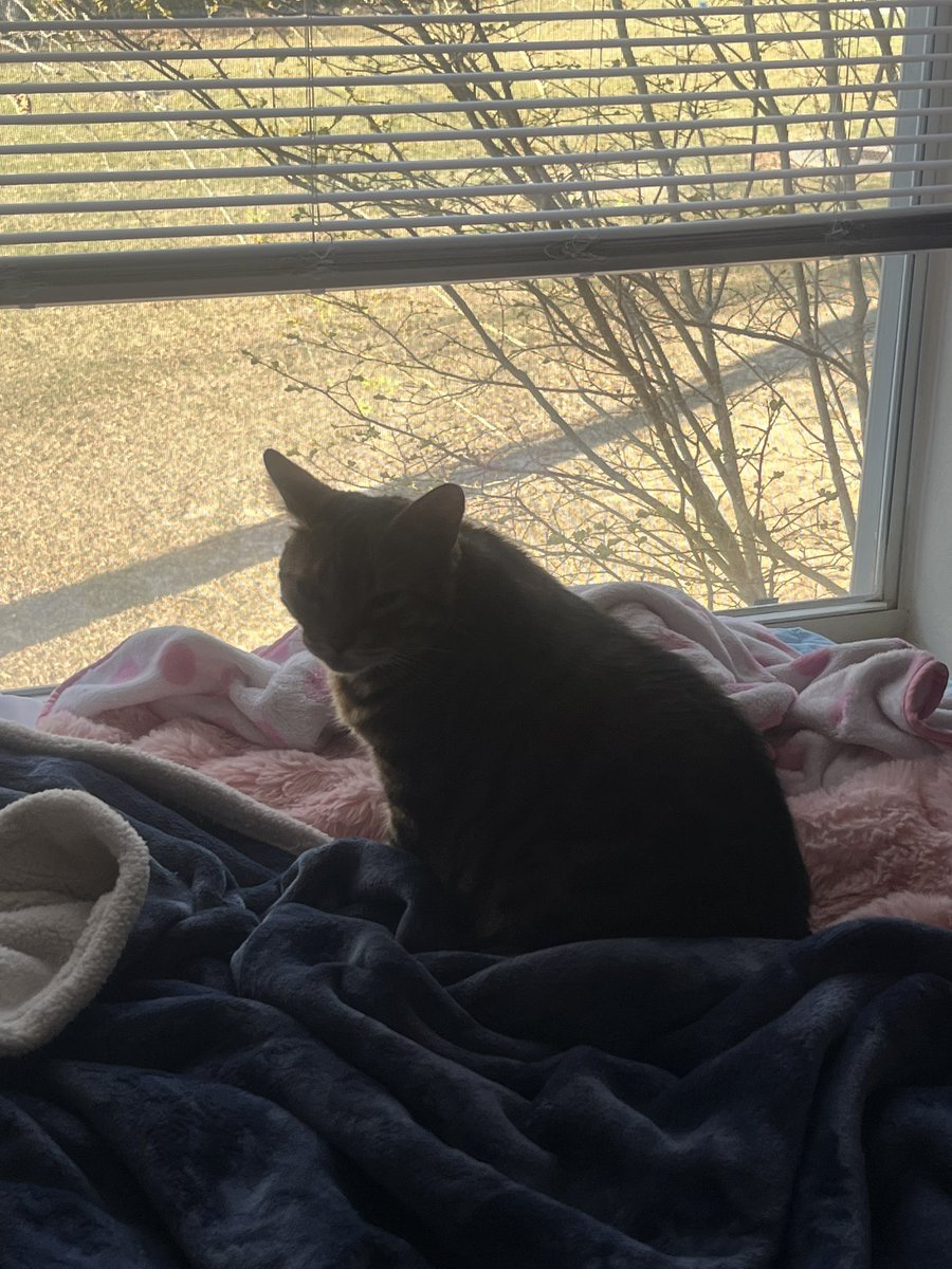 BellaBengalCat's tweet photo. I am back at it again 🐦 😹😹
#TeamBengal #FundayMonday #XCats #CatsOnTwitter #CatsOfX https://t.co/wCpBYTDCBB