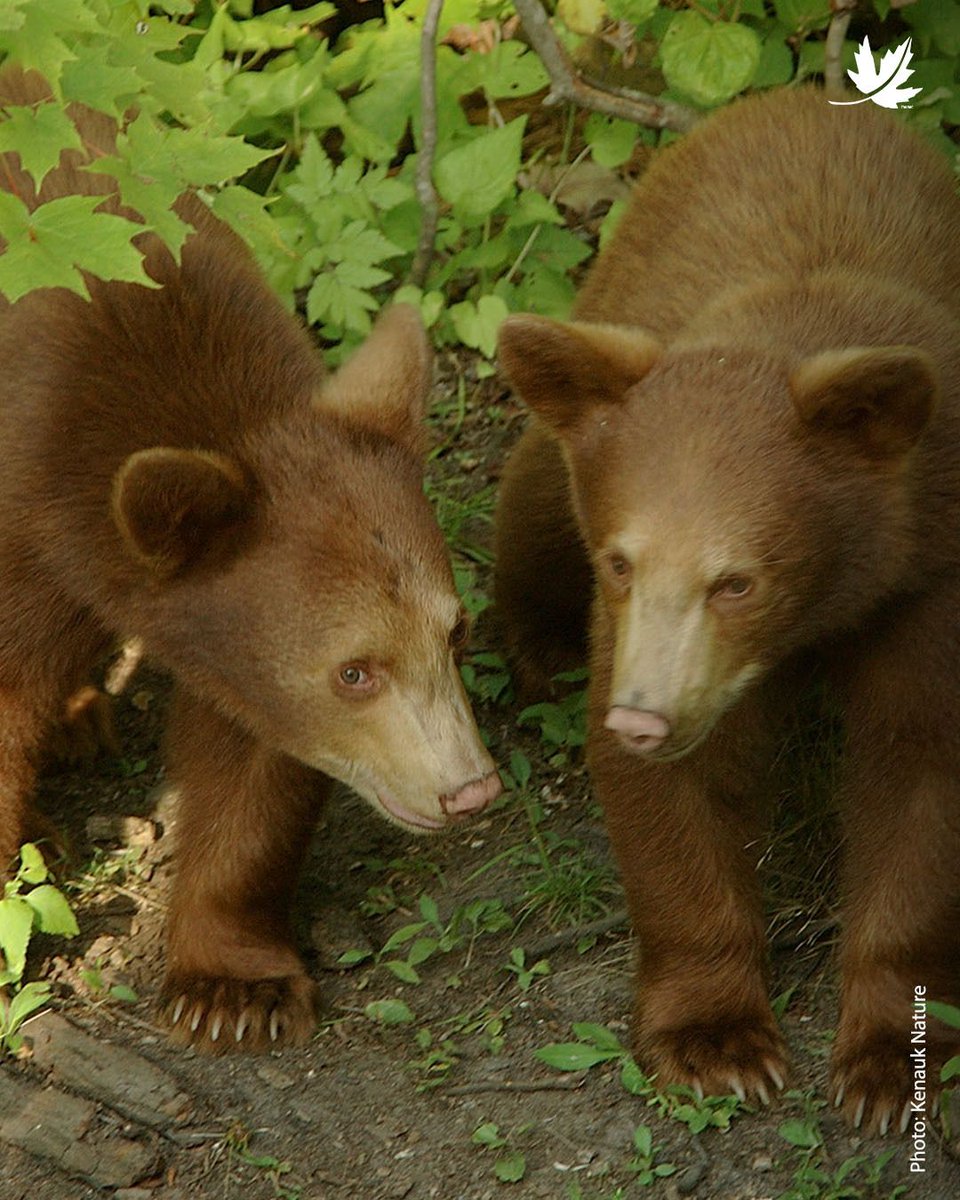 NatureConservancy.ca | Conservationdelanature.ca tweet media