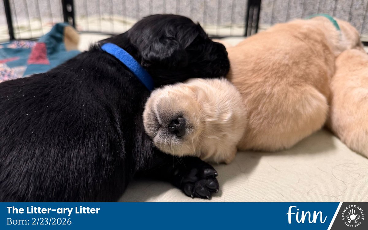 4 Paws For Ability tweet media