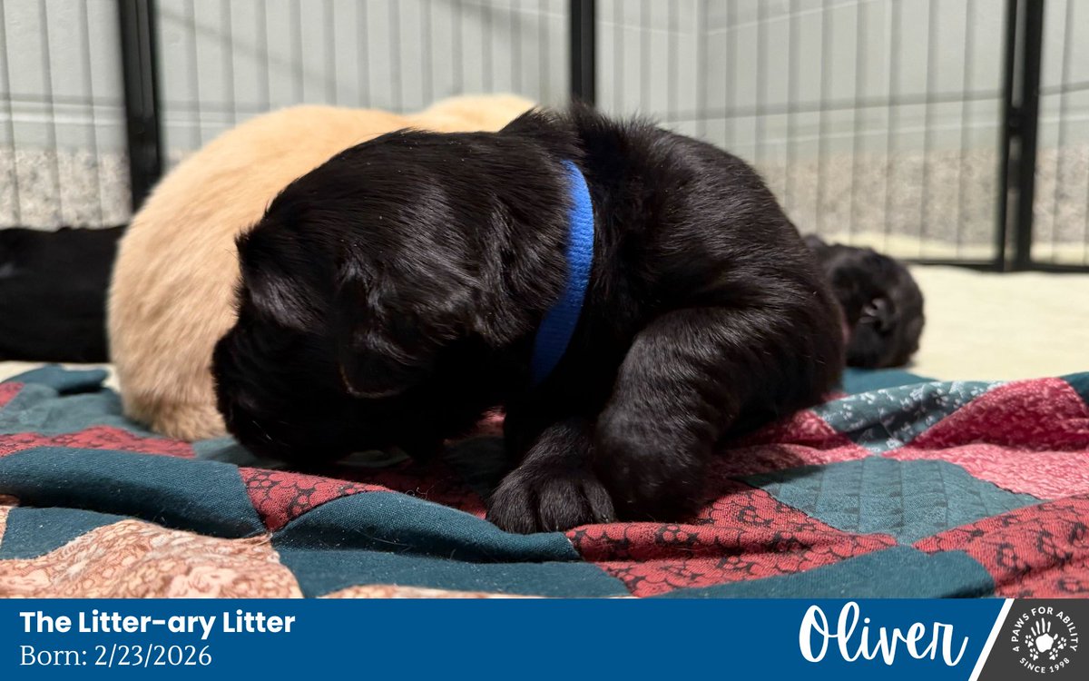 4 Paws For Ability tweet media