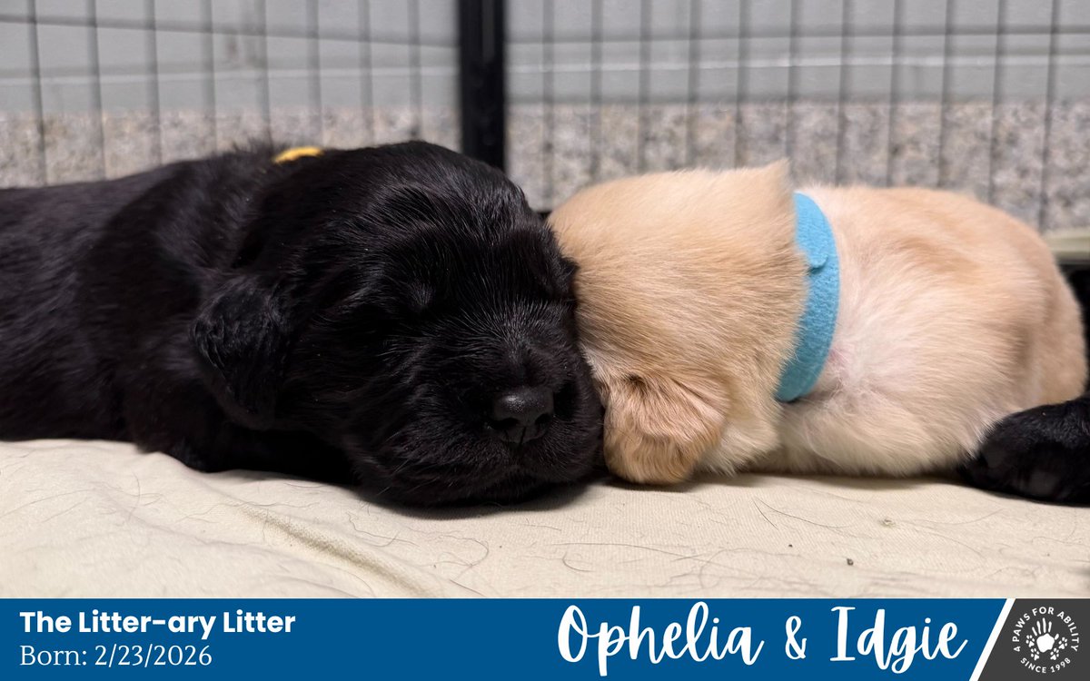 4 Paws For Ability tweet media