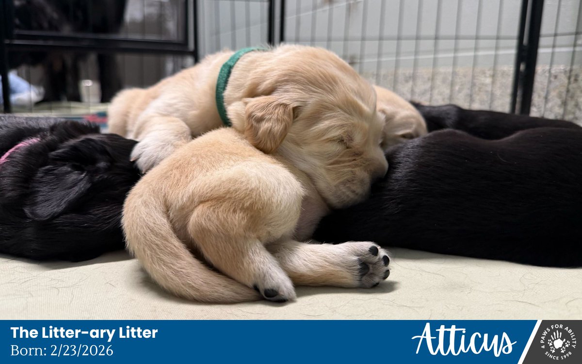 4 Paws For Ability tweet media