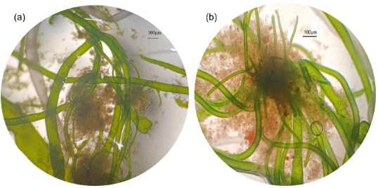 ASMicrobiology's tweet photo. #MicrobiologyMonday: Farming fish and shrimp produces large volumes of wastewater. How can we treat it sustainably? 🌊🦠Indigenous cyanobacteria–bacteria biofilms already adapted to mariculture effluent can help! #JournalSpectrum: https://t.co/ytStYALUHi https://t.co/NoQSVwj7J7