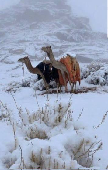 Discover Tabuk | إكتشف . تـبـوكـ tweet media