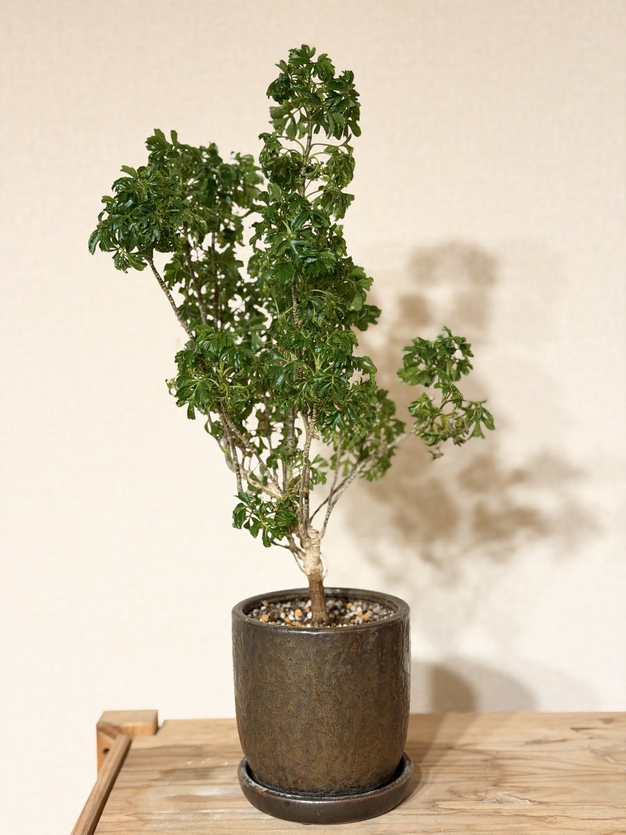 tunneltaro's tweet photo. ポリシャス、横に広がってきてますが、今後が楽しみです。

#観葉植物 #ポリシャス #ポリキアス #polyscias #タイワンモミジ 台湾モミジ foliageplant houseplants greenplants indoorplants 観葉植物のある暮らし グリーンのある暮らし 緑のある暮らし 植物のある暮らし https://t.co/0prie2ng0y