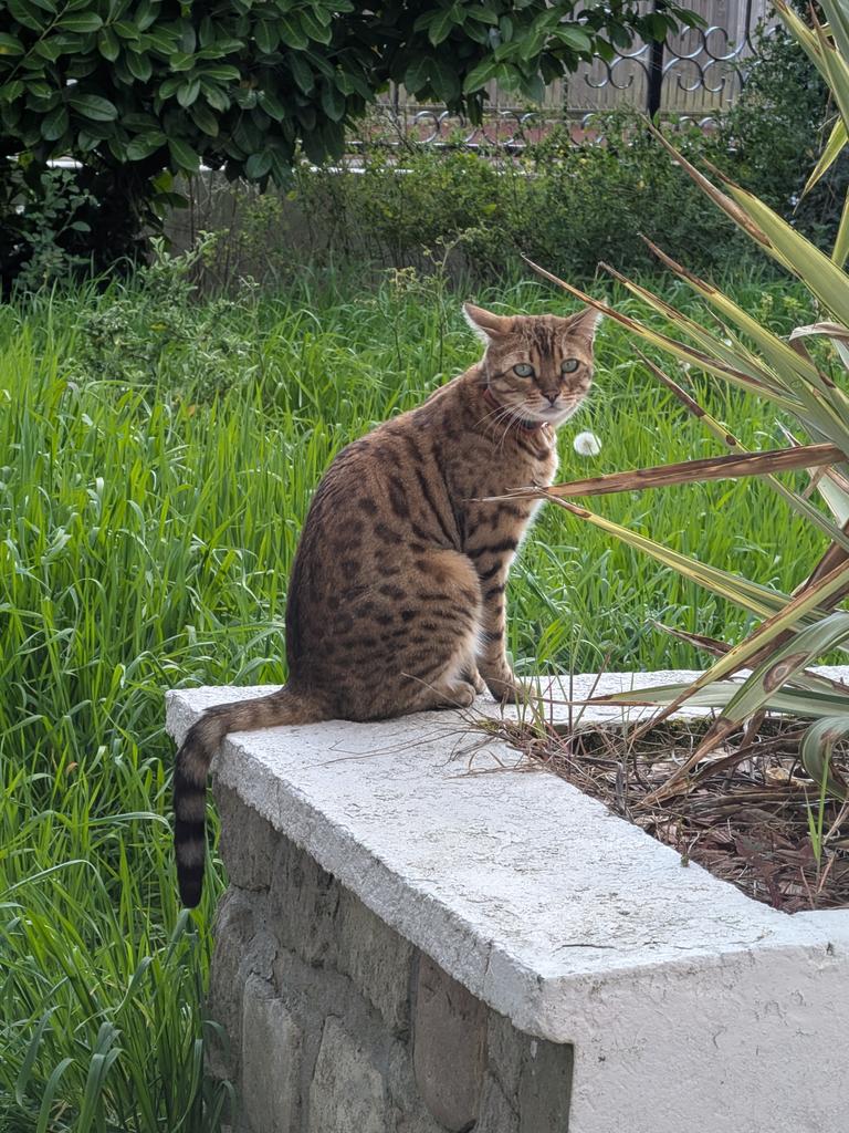 Guy de Lusignan tweet media