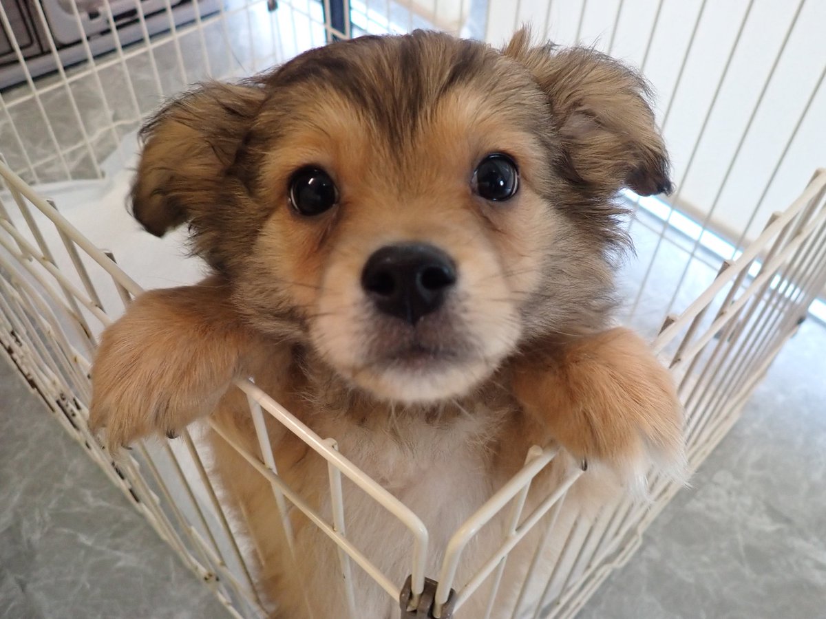 もなかとキャラメル tweet media